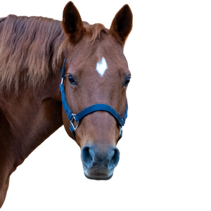 A chestnut horse with a white star and a dark blue halter.